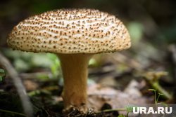 За сбор краснокнижных грибов жителям РФ может грозить уголовная или административная ответственность