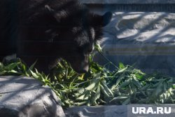 Айсару (на фото) с медведицей из Читы будут жить в обновленном вольере