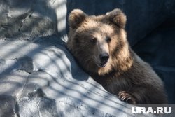 Информация о появлении медведя оказалась не соответсвующий действительности 