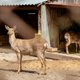 Курганские слухи: миллионы ущерба от зомби-косуль