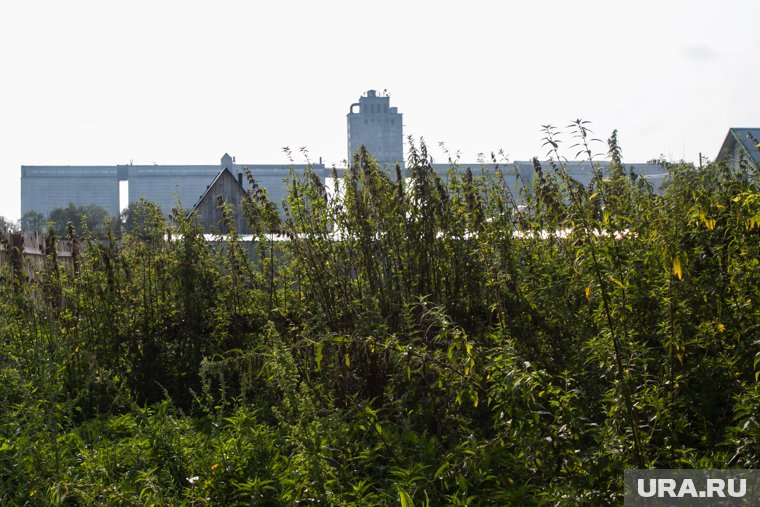 В Курганской области 83 дольщика наказали за сорняки на участках