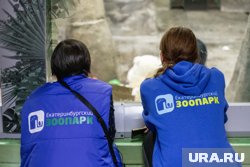 Самке рыже-серого валлаби всего восемь месяцев