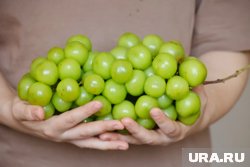 В Кургане цена на китайский виноград сорта Шайн Мускат снизилась