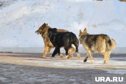 Уличные псы покусали школьника в Челябинске