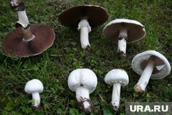 Шампиньон полевой — вид грибов рода шампиньон, в народе его нередко называют «лошадиным грибом»