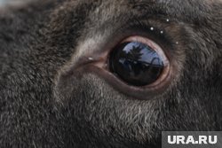 Лось был дезориентирован и бегал по городу