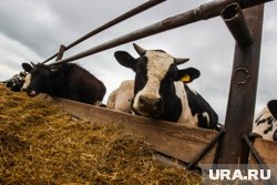 В деревне Заозерная обнаружили вирус бешенства у коров