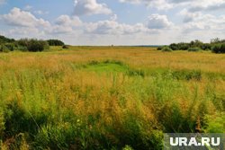 Уникальные квашни заросли травой