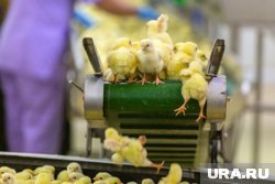 Птицефабрика должна пять миллионов рублей 