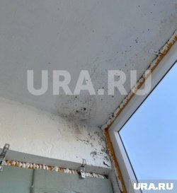 На балконе оказался разрастающийся очаг плесени