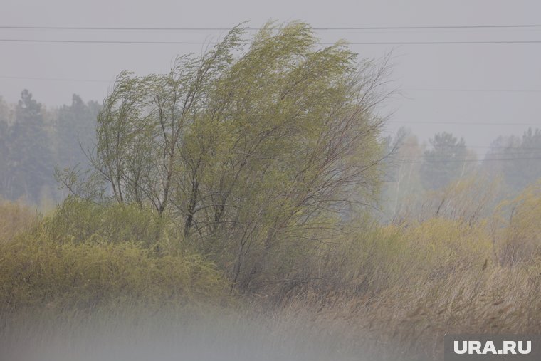 В Курганской области усилится ветер