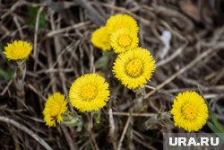 С 17 марта температура днем не будет опускаться до минусовых значений