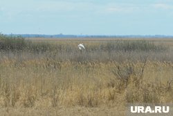 Цапли прилетели на лето в Белоярский