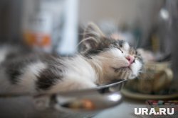 Бытовые привычки плохо сказываются на качестве сна, предупредила сомнолог Волгина