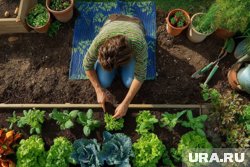 Незнание законов для садоводов может обернуться штрафом - и это в лучшем случае