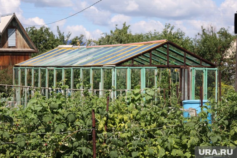 В Кургане нашли большого слизевика
