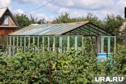 В Кургане нашли большого слизевика