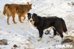 На территории дачного товарищества огромное количество бездомных собак