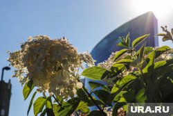 Москвичей ждет теплая погода в ближайшие дни