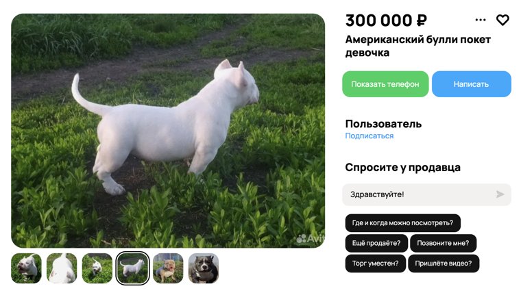 Американский булли считается молодой породой