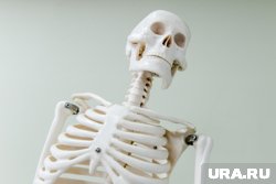 Скелет нашли на участке ИЖС для многодетной семьи