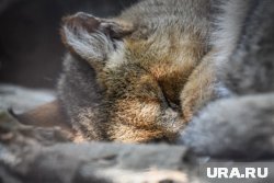 На Украине сотрудники ТЦК утащили домашнего кота