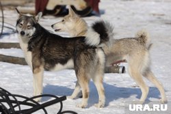 Бродячие собаки нападают на оленей в районе Сабетты (архивное фото)