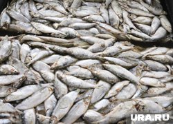 Большинство промысловых видов рыб связаны с опресненной зоной Обской губы