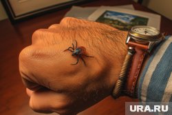 Несмотря на последний месяц лета клещи все еще не дремлют