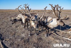 Ученые завершили исследования оленей на северных факториях ЯНАО