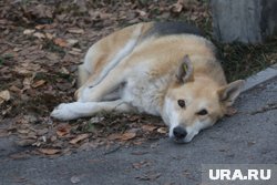 Бездомная собака укусила ребенка за спину 