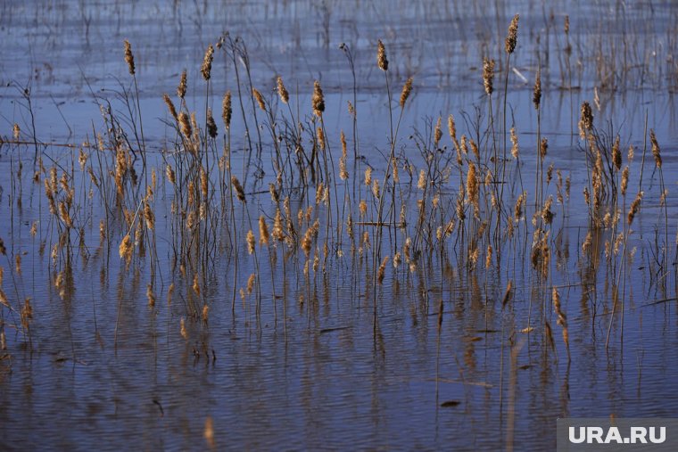 Курганские водоемы были сильно загрязнены в 2023 году