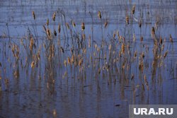 Курганские водоемы были сильно загрязнены в 2023 году