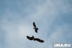 Екатеринбург привлекает многих хищных птиц (архивное фото) 