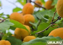 Челябинские сорта показали высокие показатели плодоношения