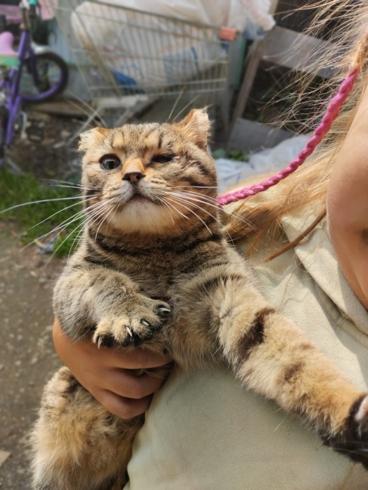 Кошка оказалась беременной и без глаза