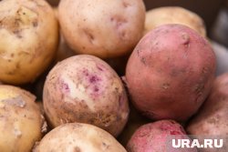 Жители Белозерского округа Курганской области остались без картошки на зиму