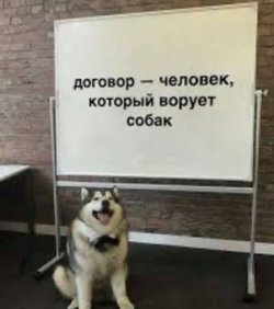 Депутат Камшилов рассказал, что очень любит мемы с питомцами