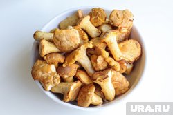 Помимо редкого гриба были найдены первые лисички 