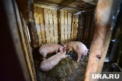 Свиньи способны заражаться как птичьим, так и человеческим гриппом