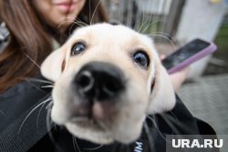 Простывший питомец может начать чихать