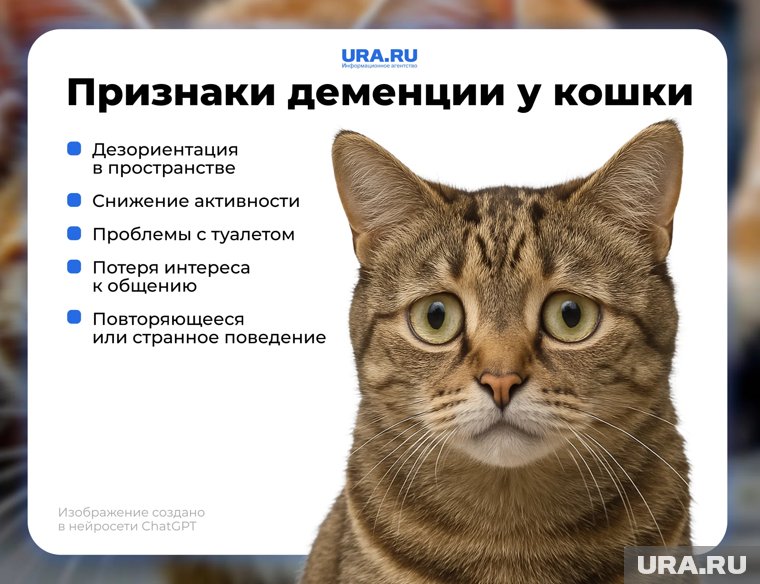 При деменции у кошек может пропасть желание общаться с людьми
