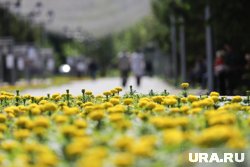 Мэрия считает, что земельный участок на улице Ленина используется не по назначению