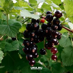 Особенно часто галловая тля селится на смородину