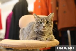 Заболевания почек у кошек - весьма распространенные недуги, занимают одно из ведущих мест среди патологий