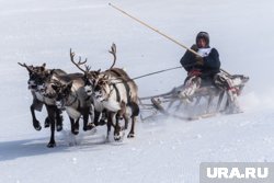 В праздничном забеге участвовало 120 упряжек