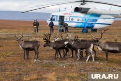 Оленеводы в тундре уже успели проголосовать (архивное фото)