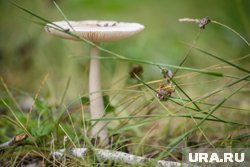 Бледная поганка крайне опасна