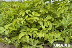 Рост стоимости картофеля на 2025 год связывают с низким урожаем