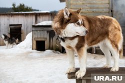 Президент подписал закон о штрафах за нарушение правил содержания домашних животных